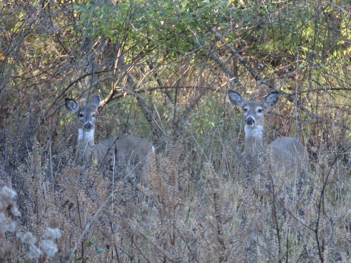 White-tailed Deer - ML646415448