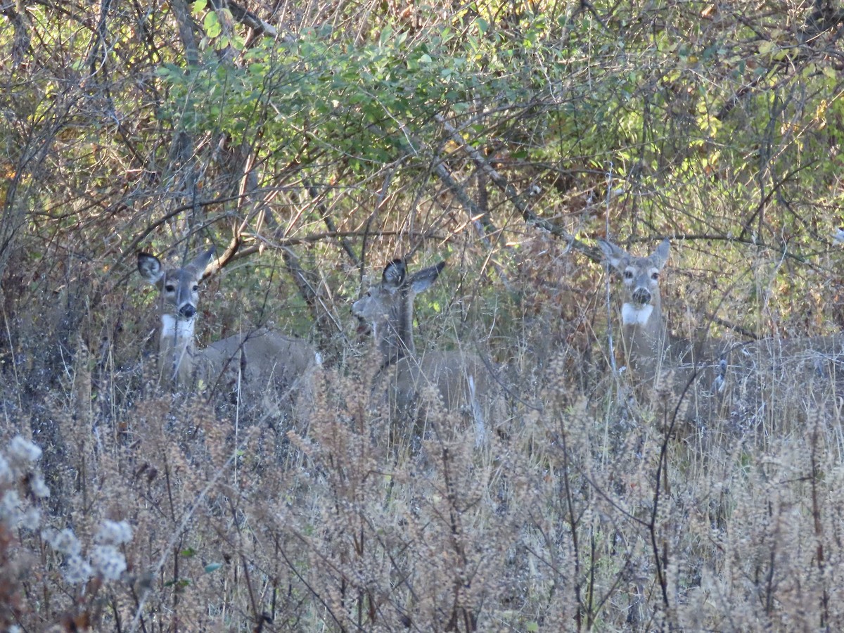 White-tailed Deer - ML646415449