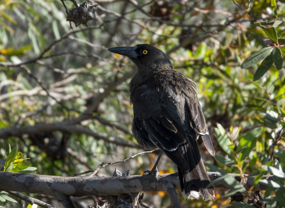 Gray Currawong - ML646415450