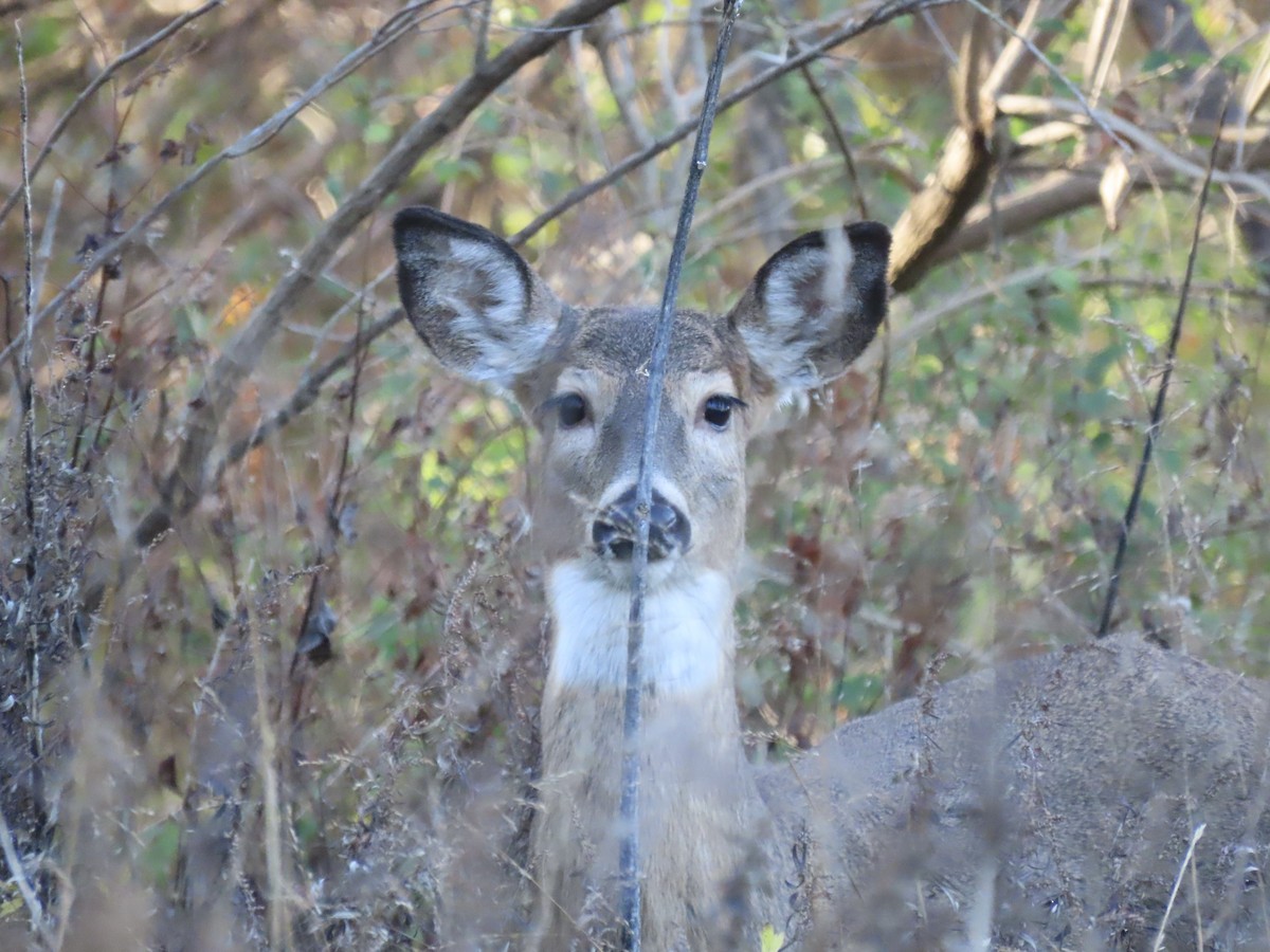 White-tailed Deer - ML646415451