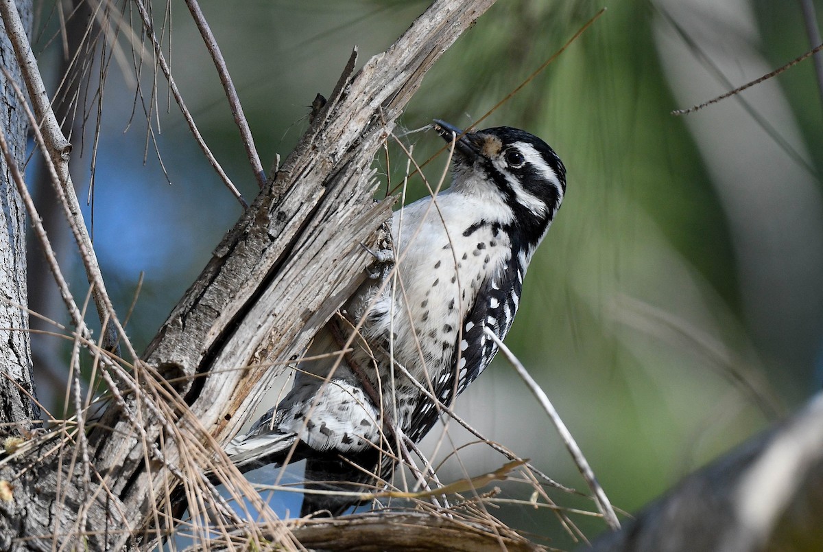 Nuttall's Woodpecker - ML646415452