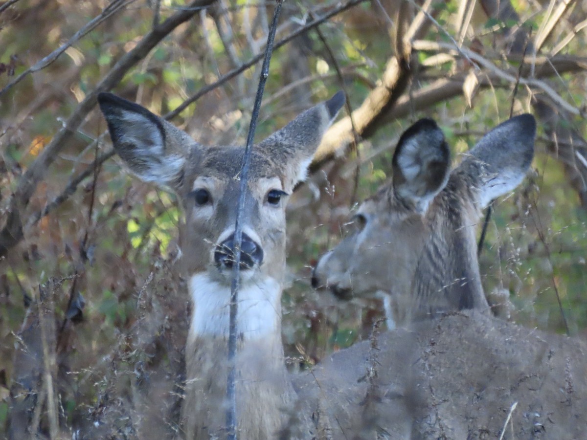 White-tailed Deer - ML646415454