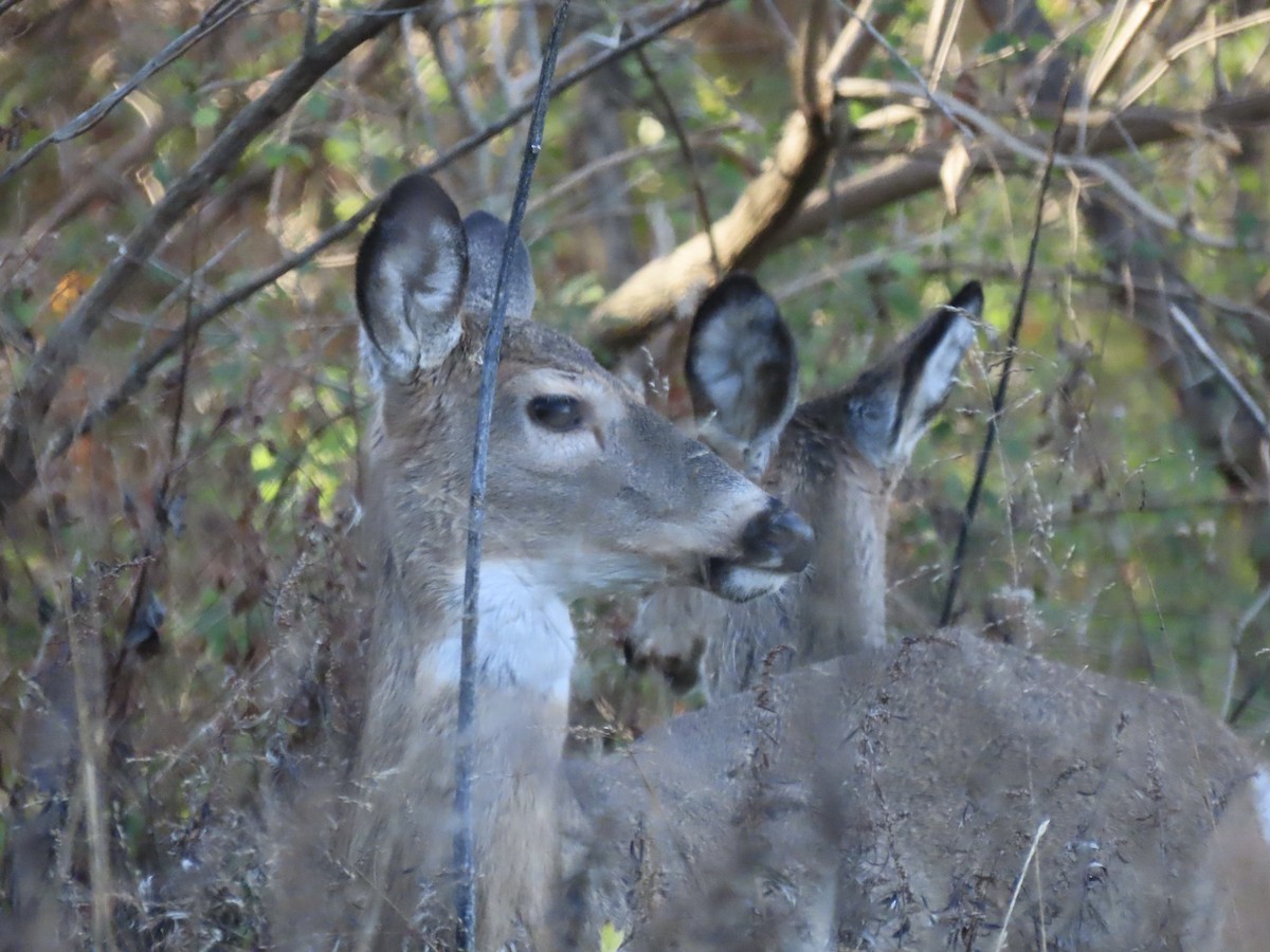 White-tailed Deer - ML646415455