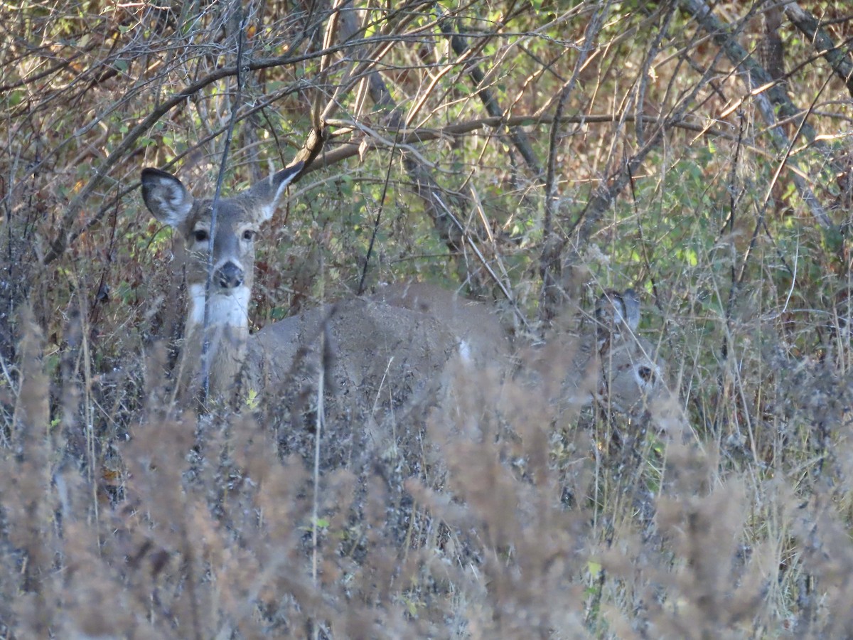 White-tailed Deer - ML646415456