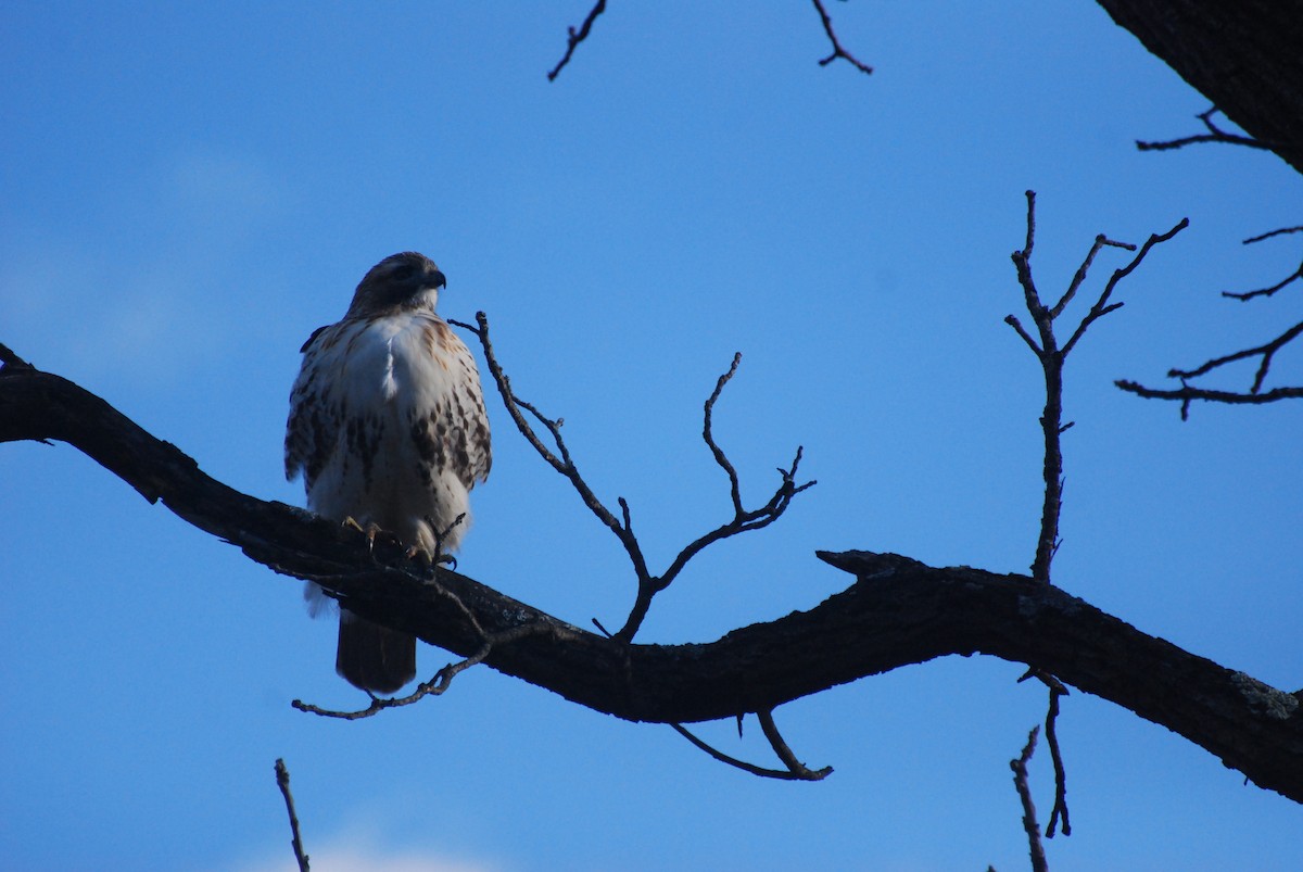 Red-tailed Hawk - ML646415457