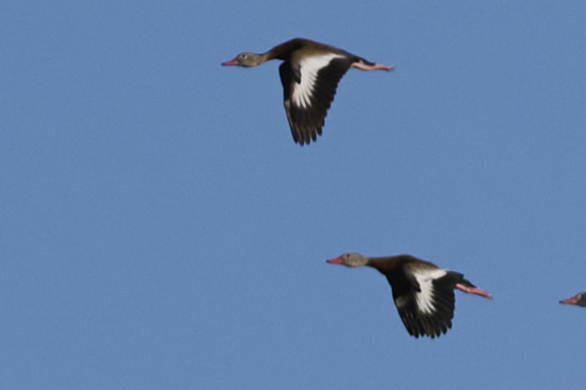Black-bellied Whistling-Duck - ML646415458