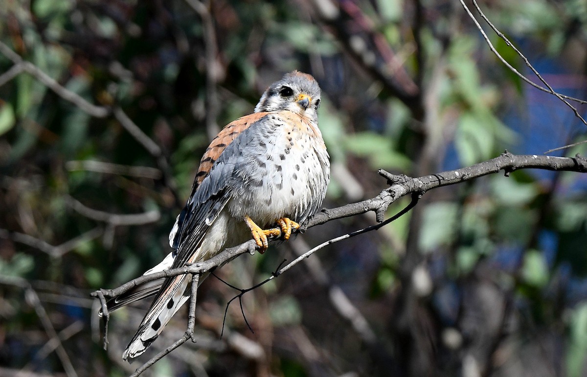 American Kestrel - ML646415462