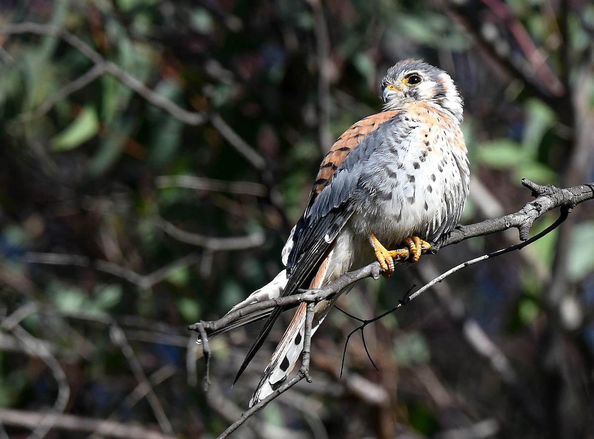 American Kestrel - ML646415463