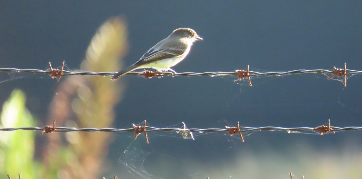 Eastern Phoebe - ML646415464
