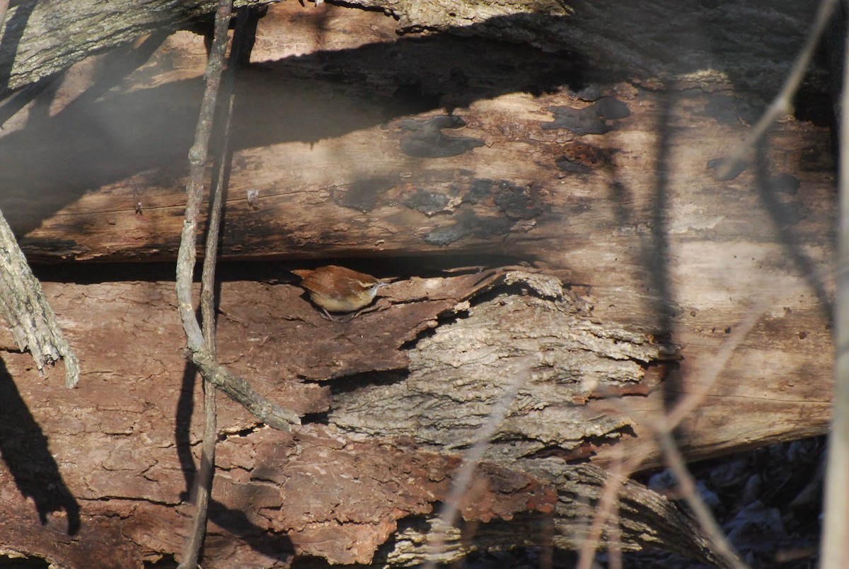 Carolina Wren - ML646415468