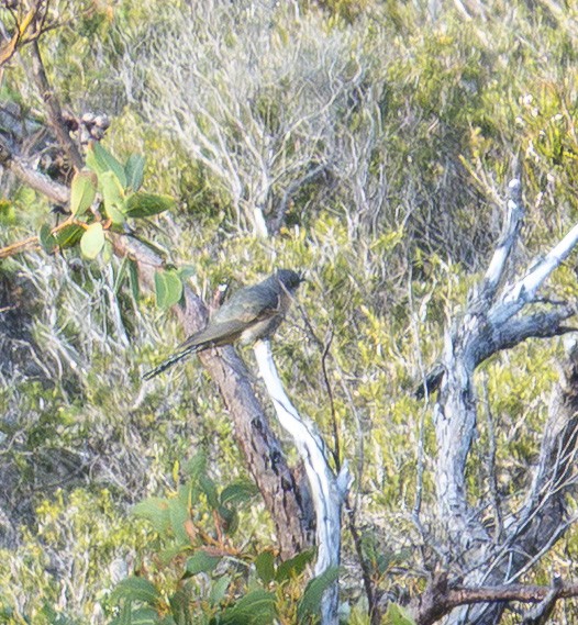 Fan-tailed Cuckoo - ML646415472