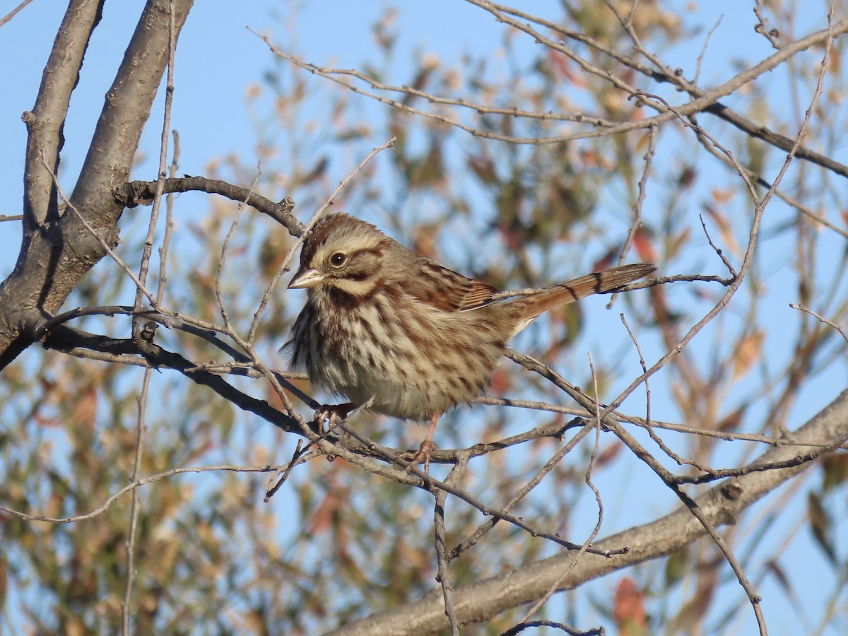 Song Sparrow - ML646415473