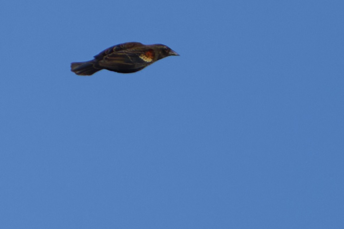 Red-winged Blackbird - ML646415474