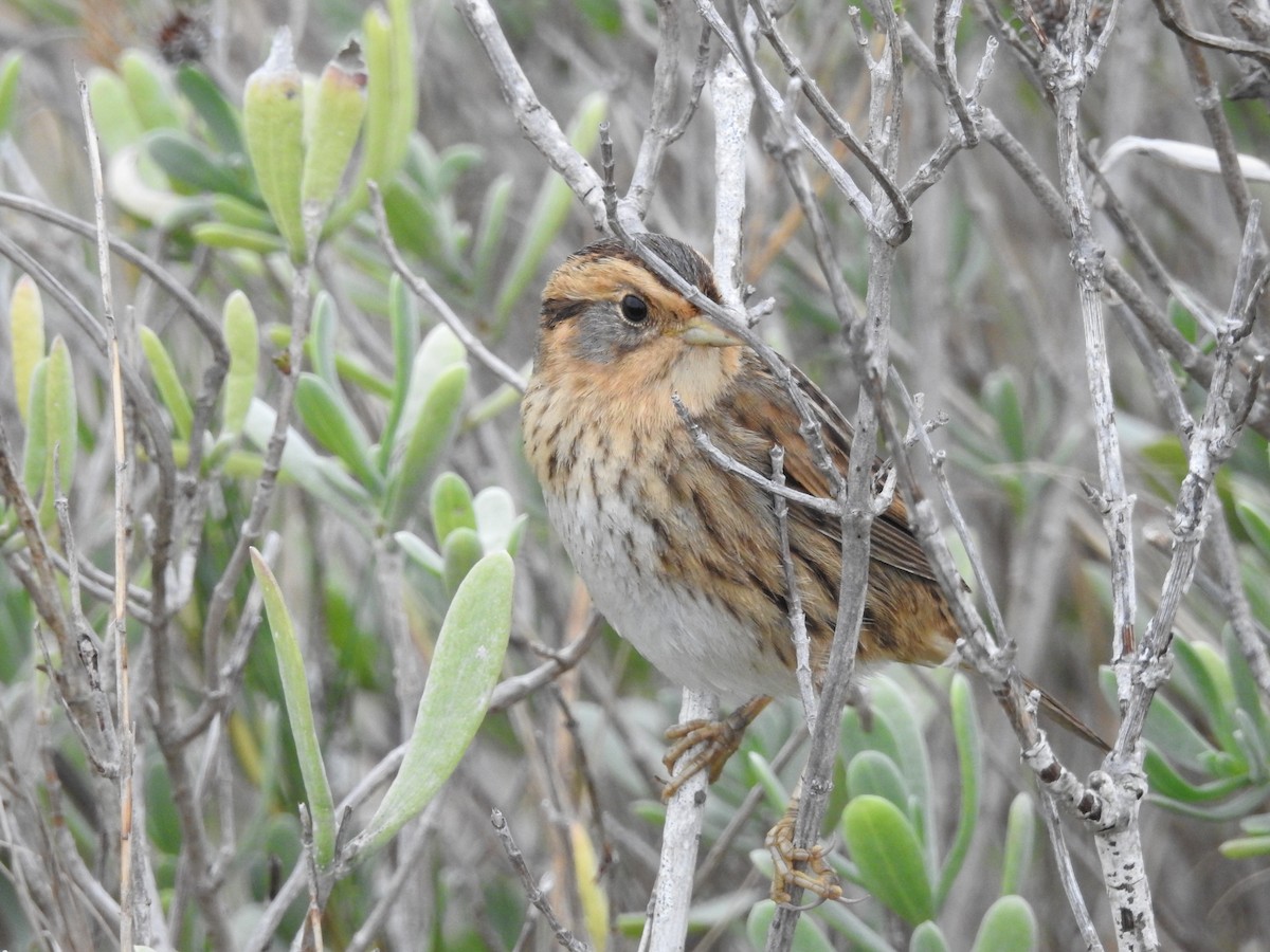 nålstjertspurv - ML646415475