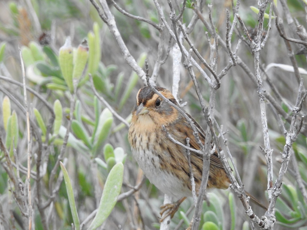 nålstjertspurv - ML646415476