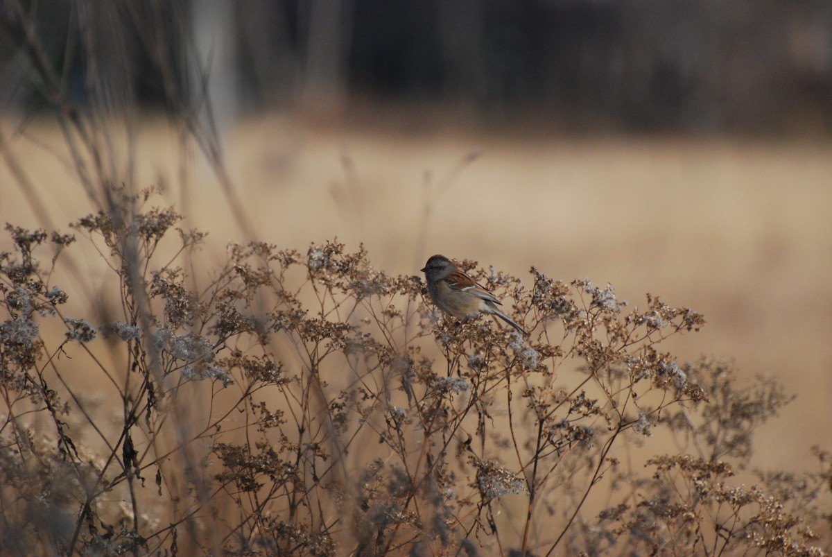 Пасовник північний - ML646415477