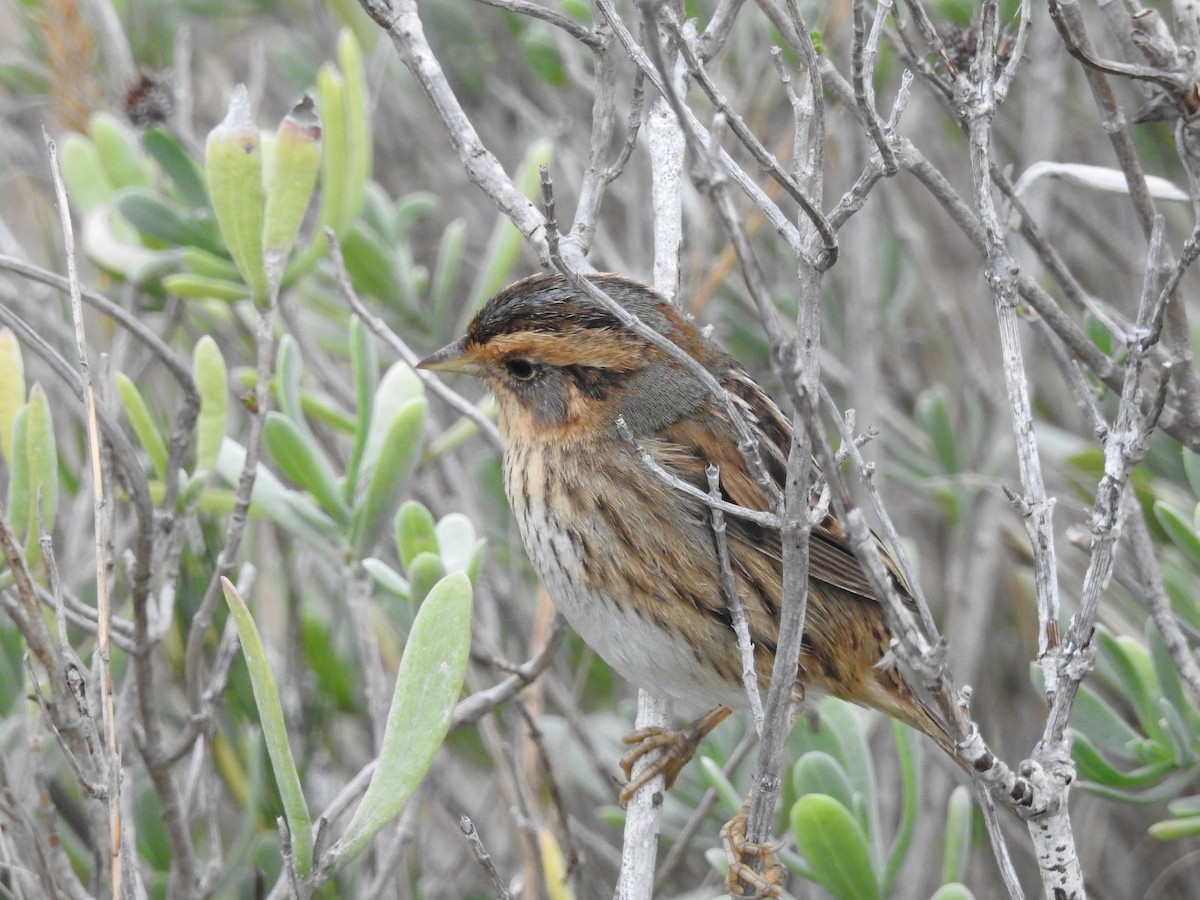 nålstjertspurv - ML646415478