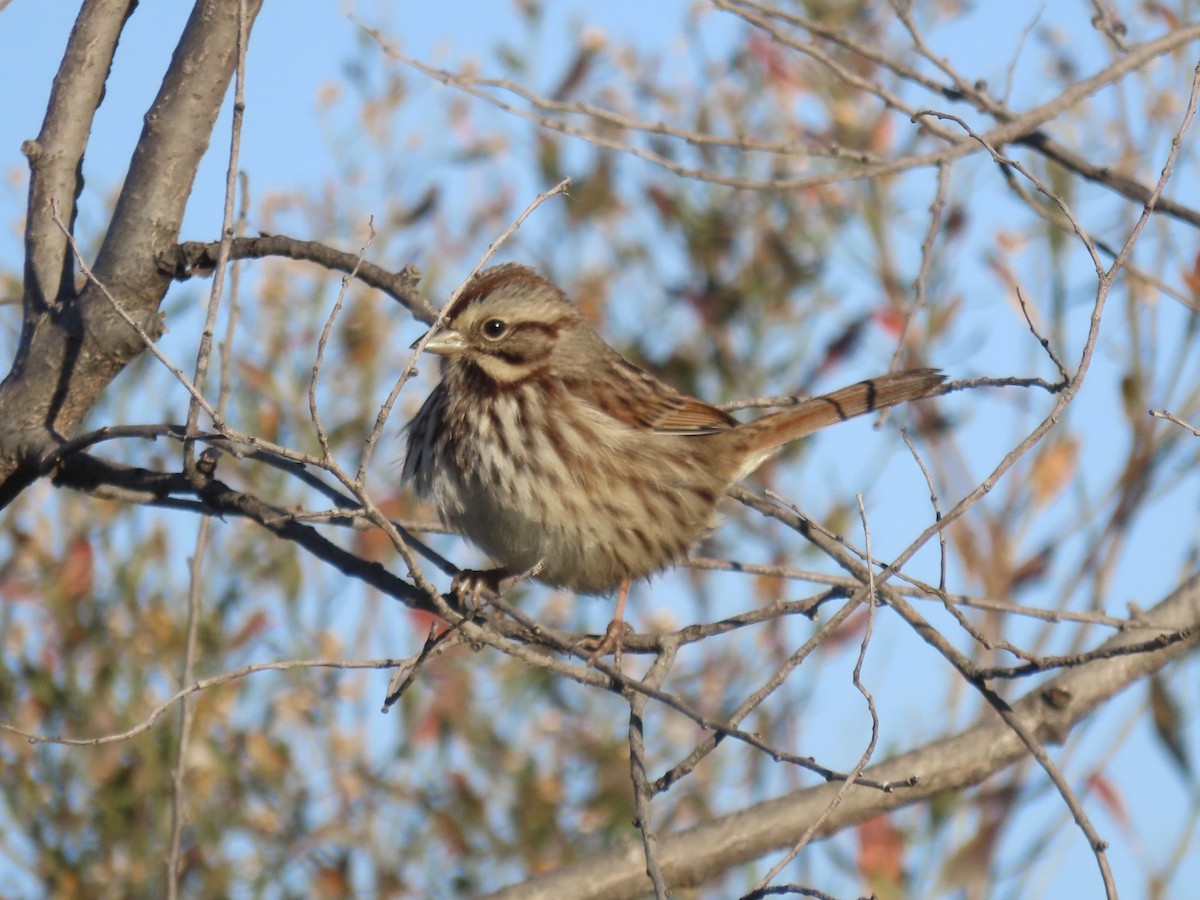 Song Sparrow - ML646415479