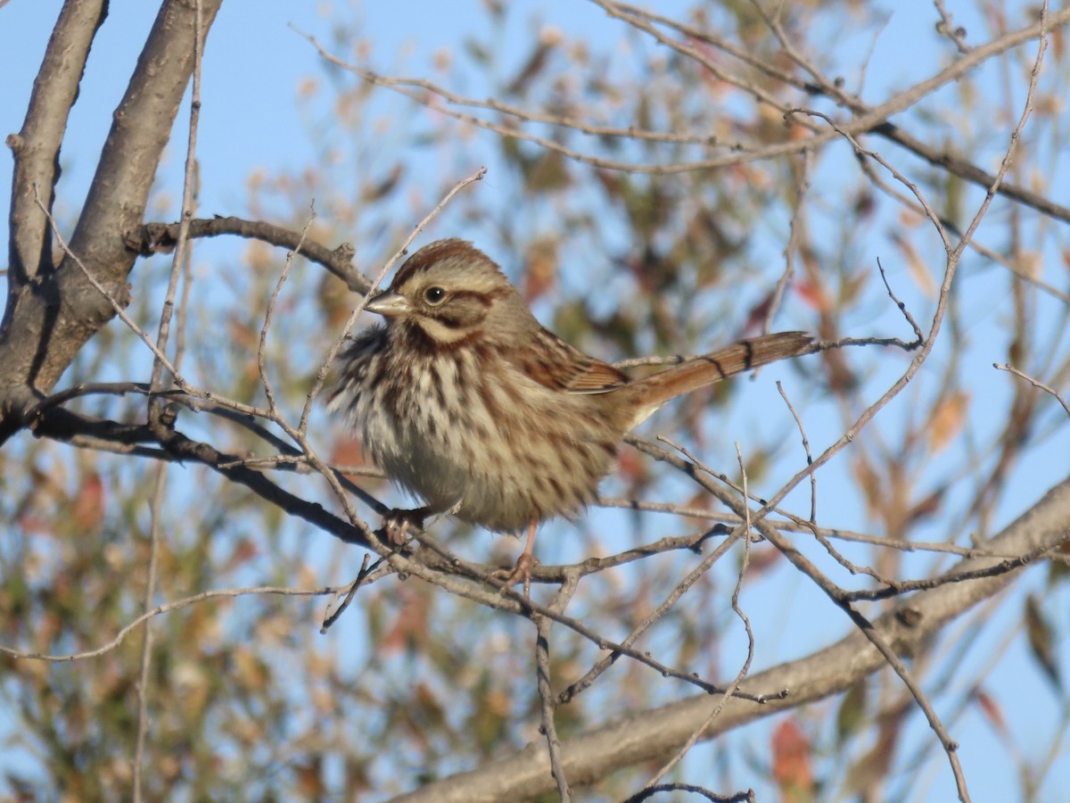 Song Sparrow - ML646415480
