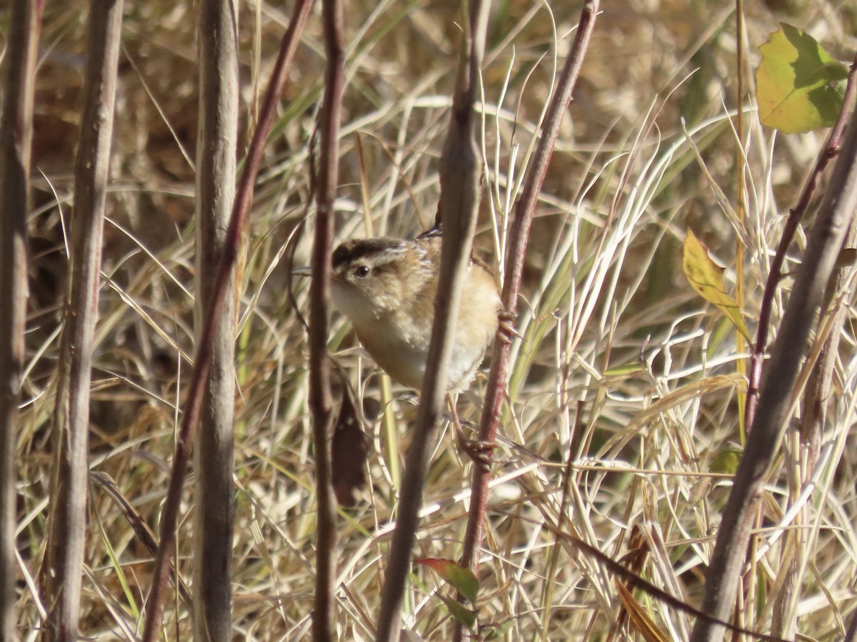 Marsh Wren - ML646415482