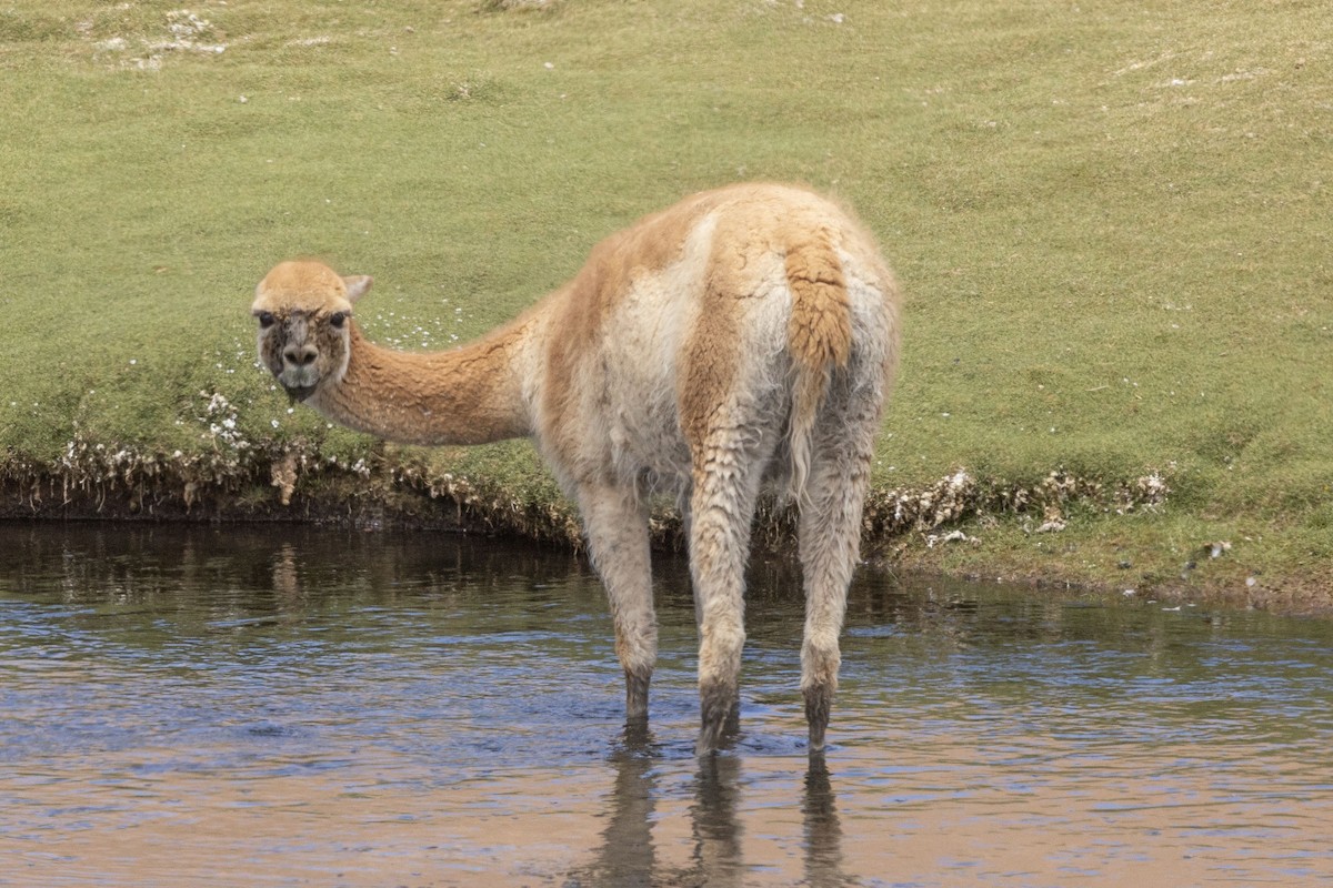 Animals - ML646415483