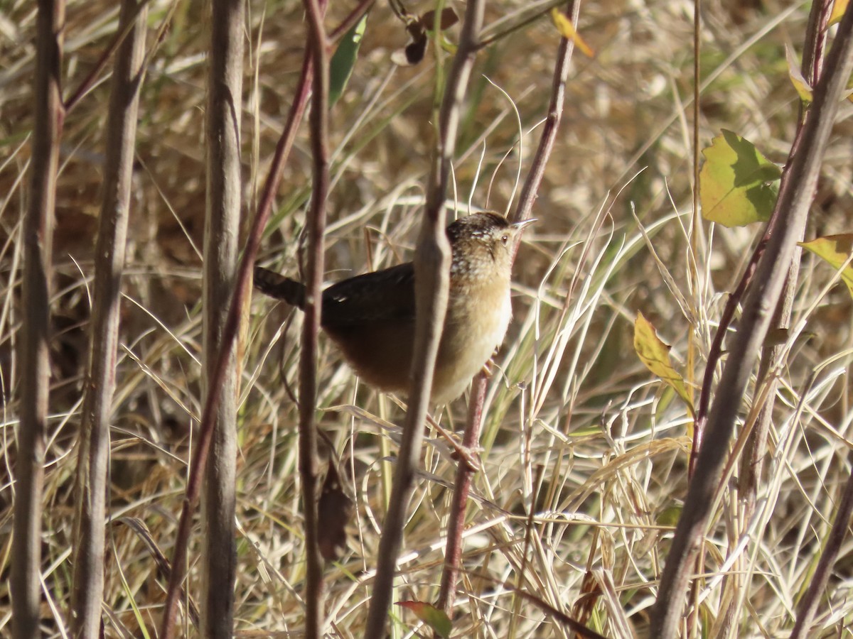 Marsh Wren - ML646415484
