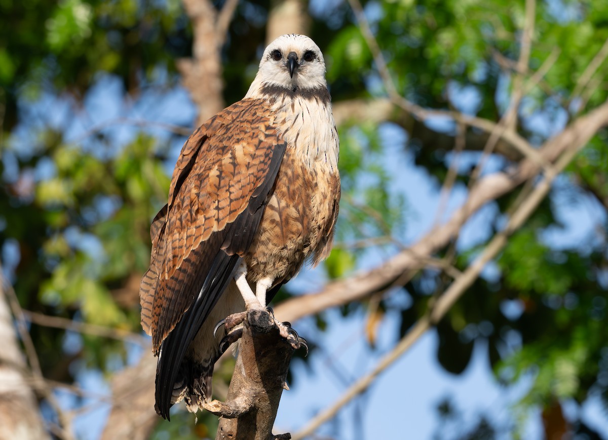 Black-collared Hawk - ML646415485
