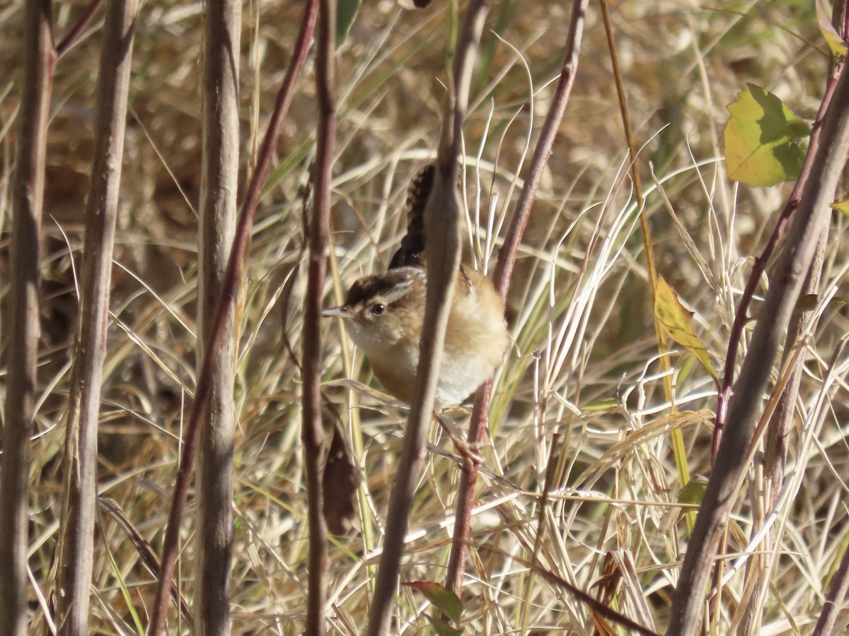 Marsh Wren - ML646415486