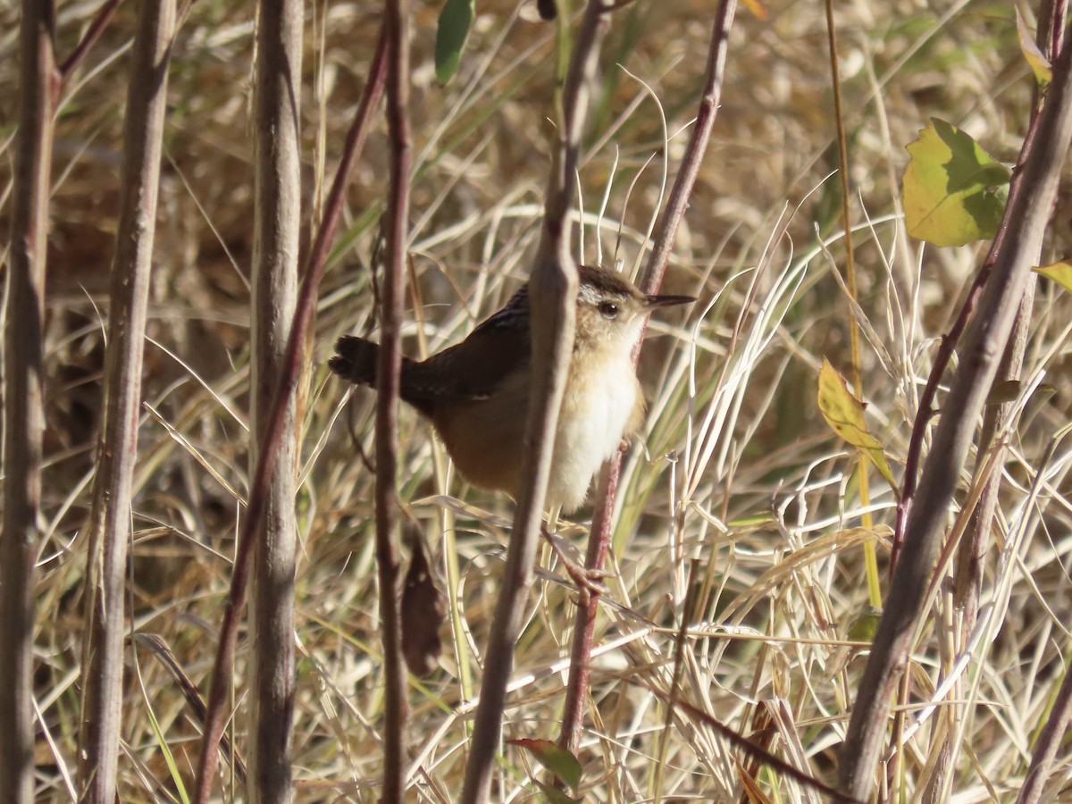 Marsh Wren - ML646415487
