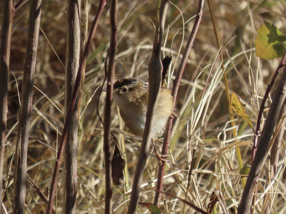 Marsh Wren - ML646415488