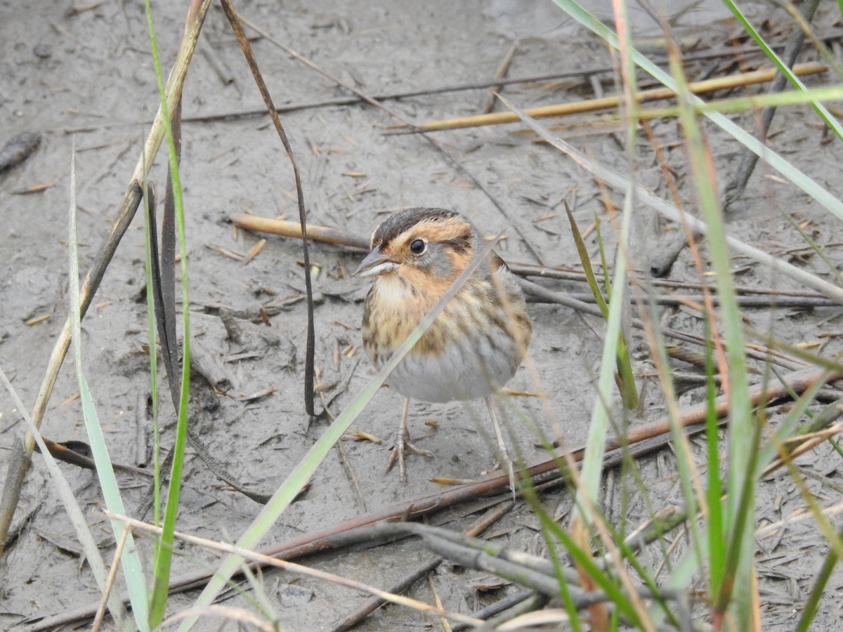 nålstjertspurv - ML646415490