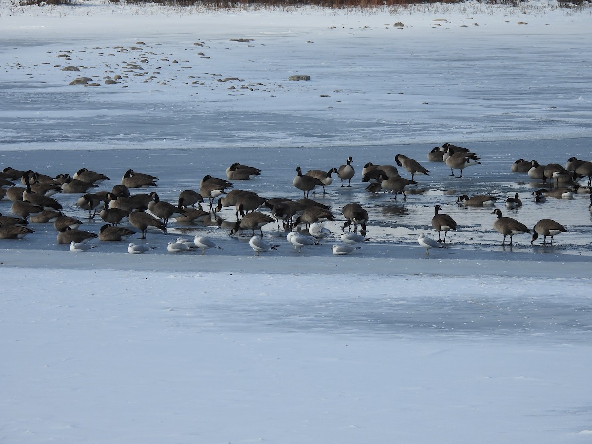 Канад галуу - ML646415491