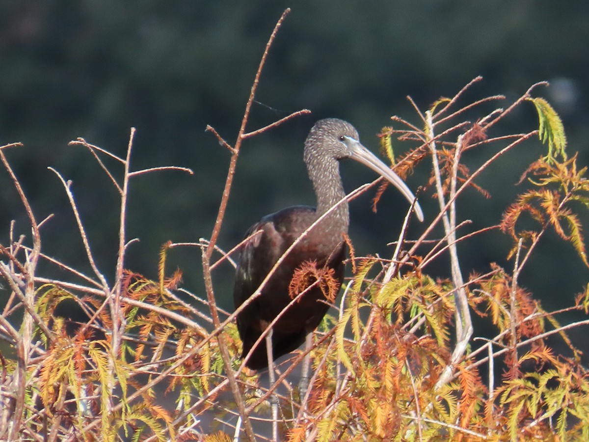 Glossy Ibis - ML646415492