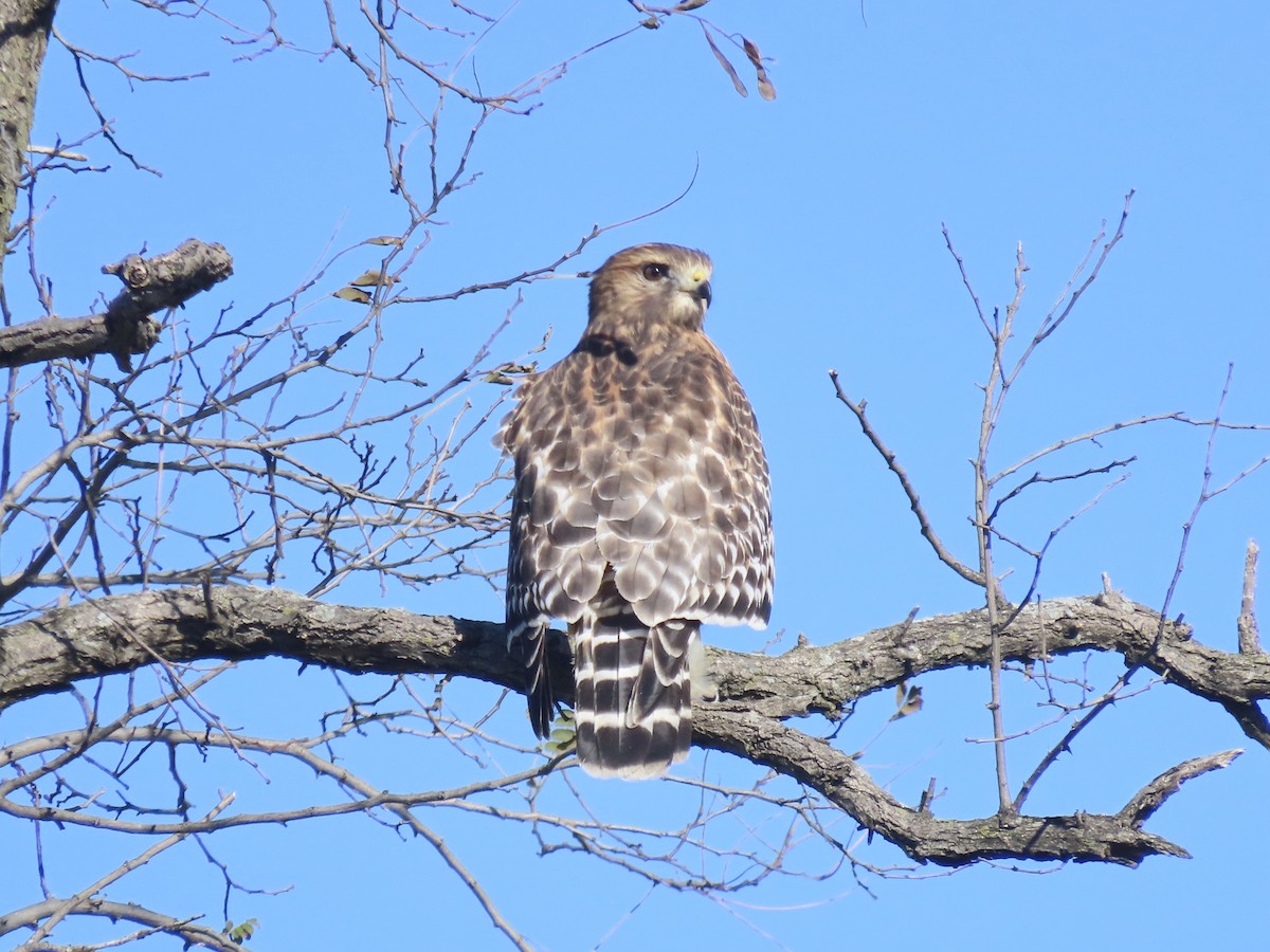 Red-shouldered Hawk - ML646415493