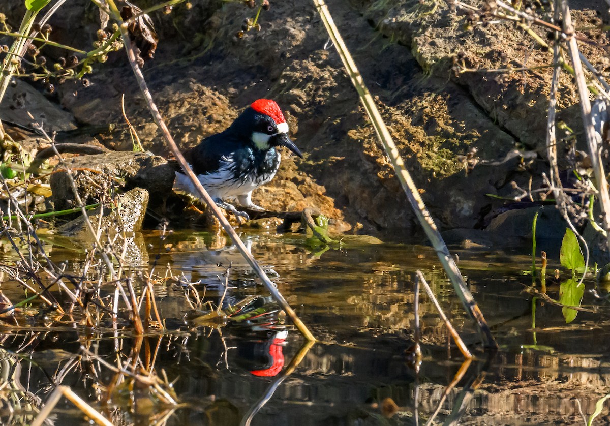 Acorn Woodpecker - ML646415494