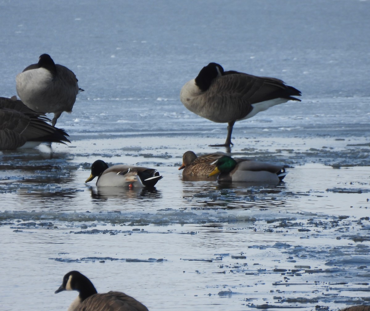 Зэрлэг нугас - ML646415496