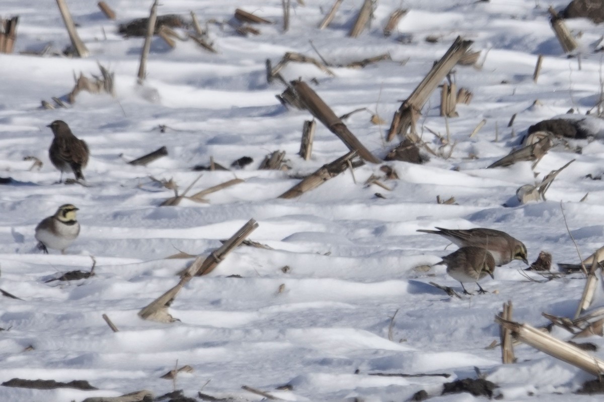 Horned Lark - ML646415497