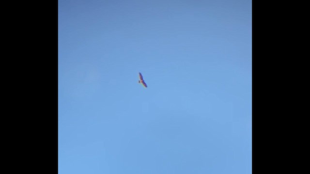 Western Marsh Harrier - ML646415498