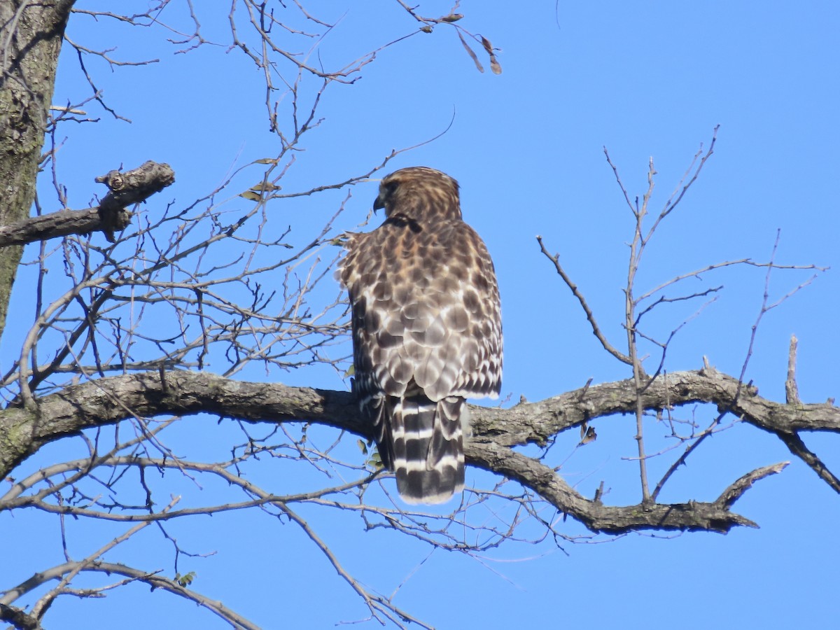 Red-shouldered Hawk - ML646415499