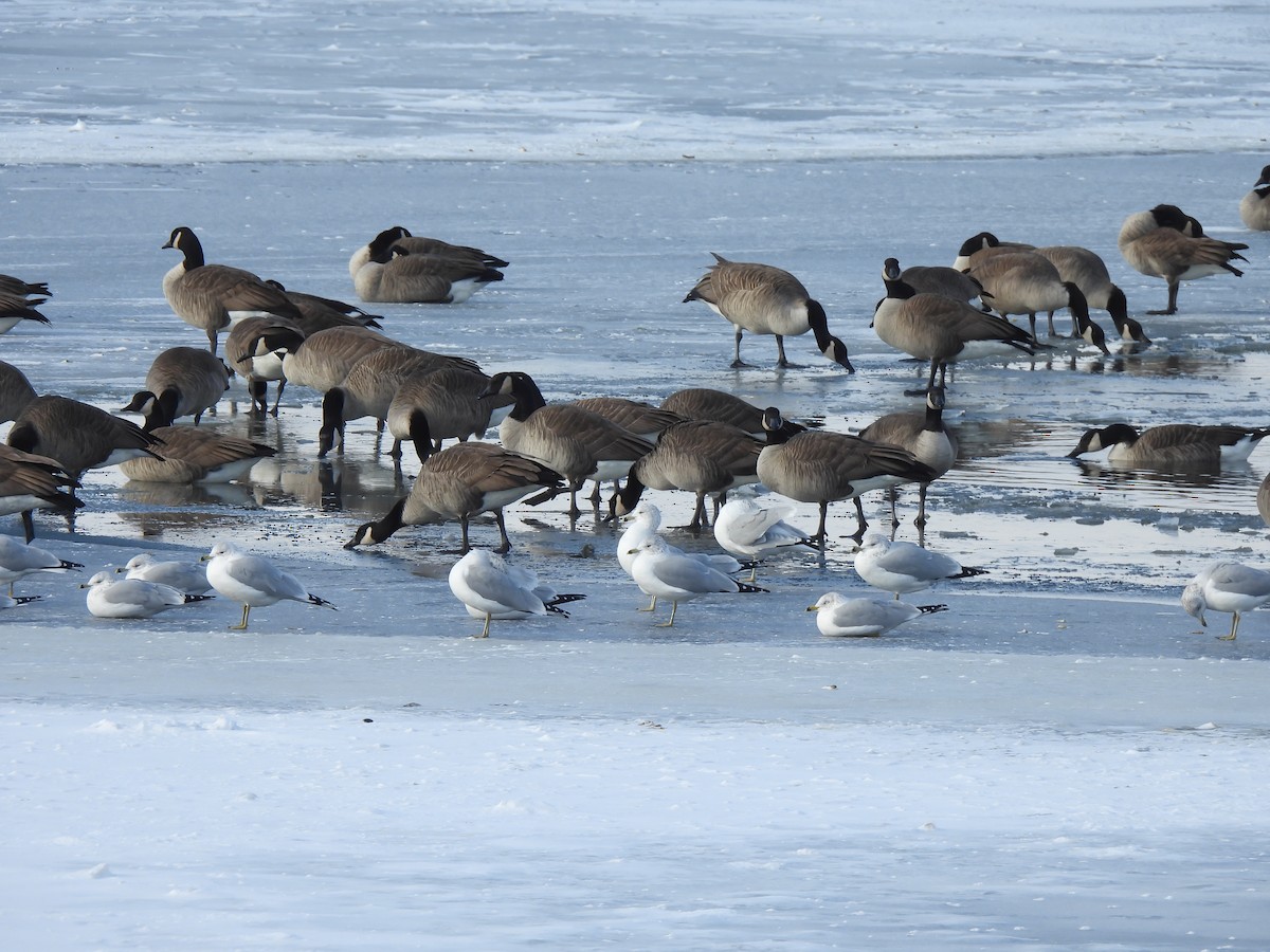 Ring-billed Gull - ML646415500