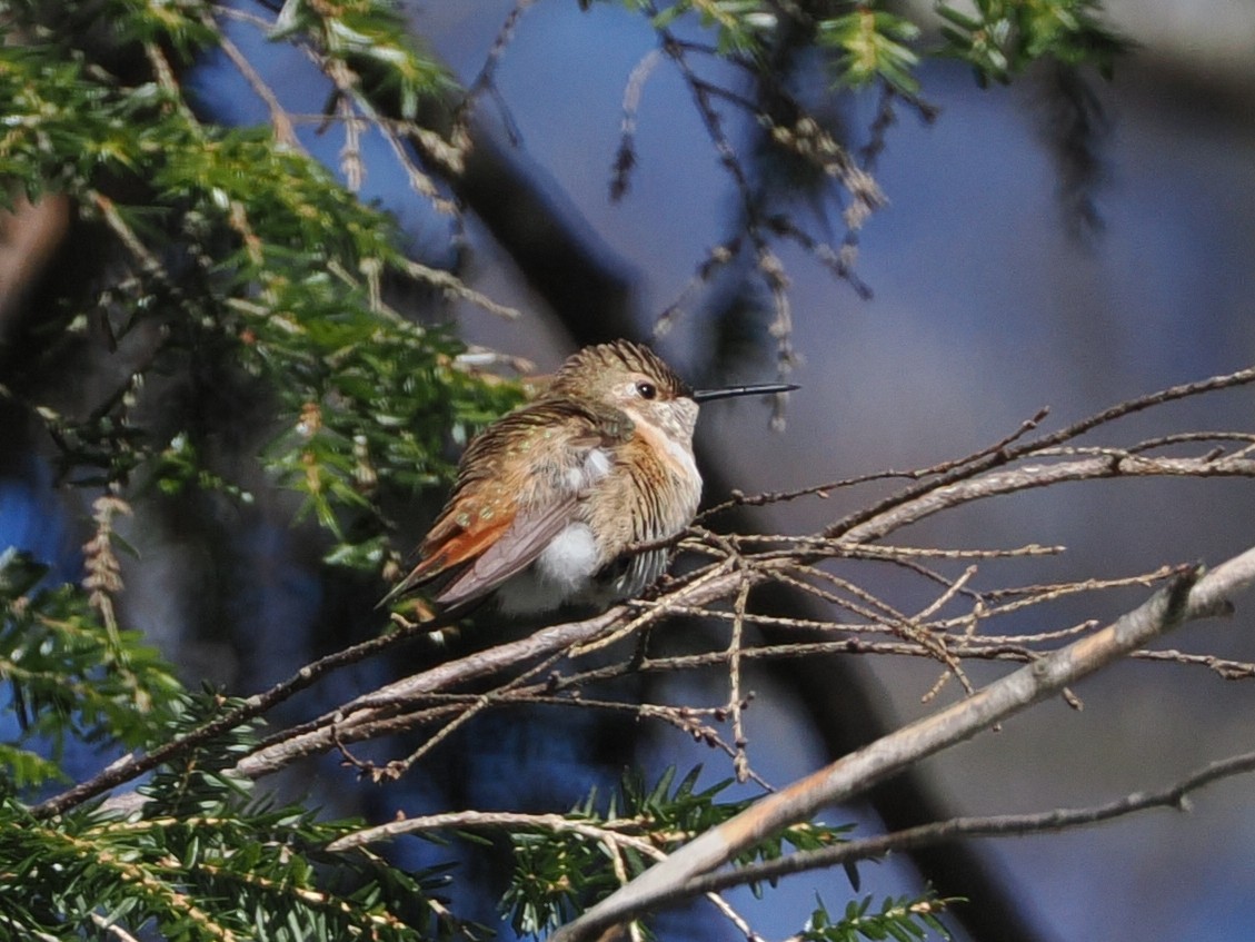 Rufous Hummingbird - ML646415502