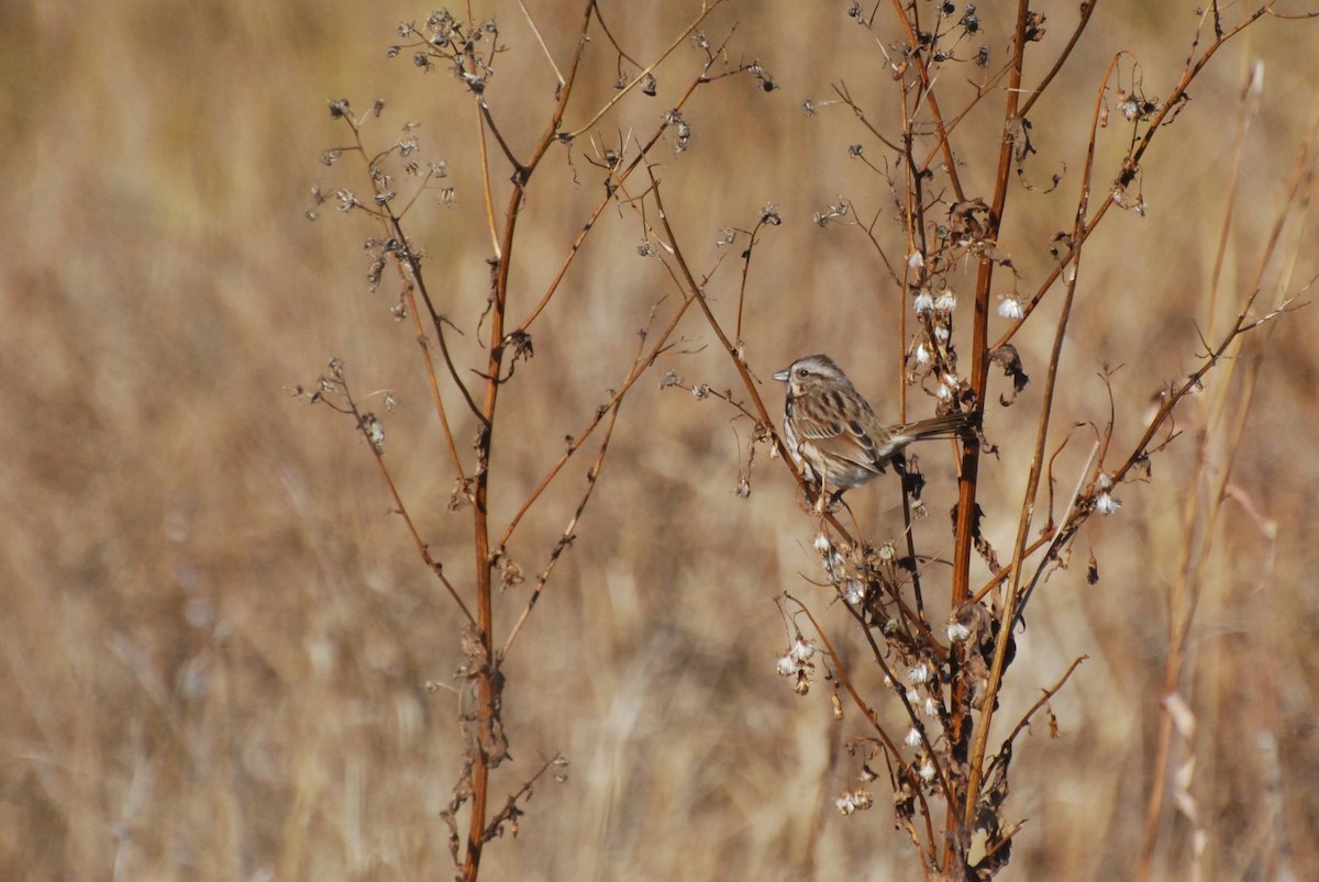 Song Sparrow - ML646415503
