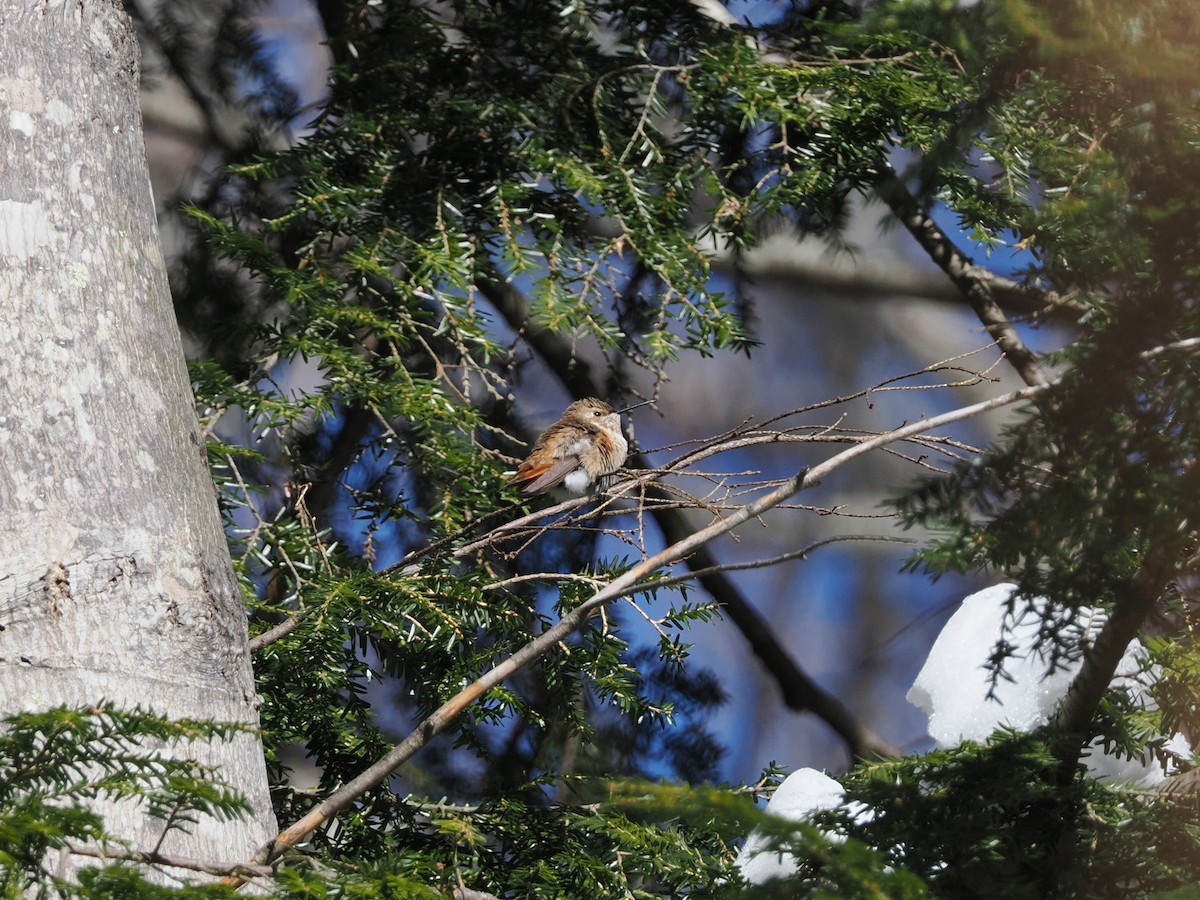 Rufous Hummingbird - ML646415504