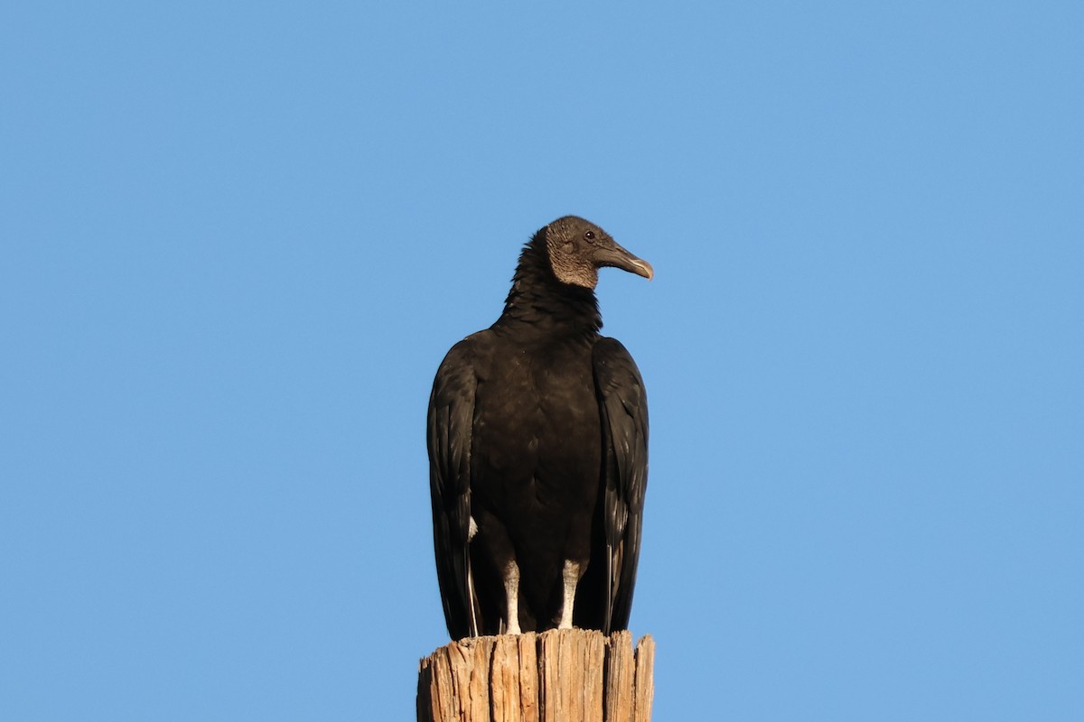 Zopilote beltza - ML646415505