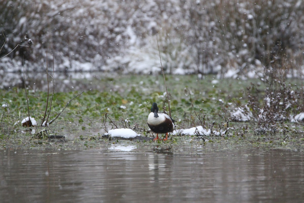 Northern Shoveler - ML646415507