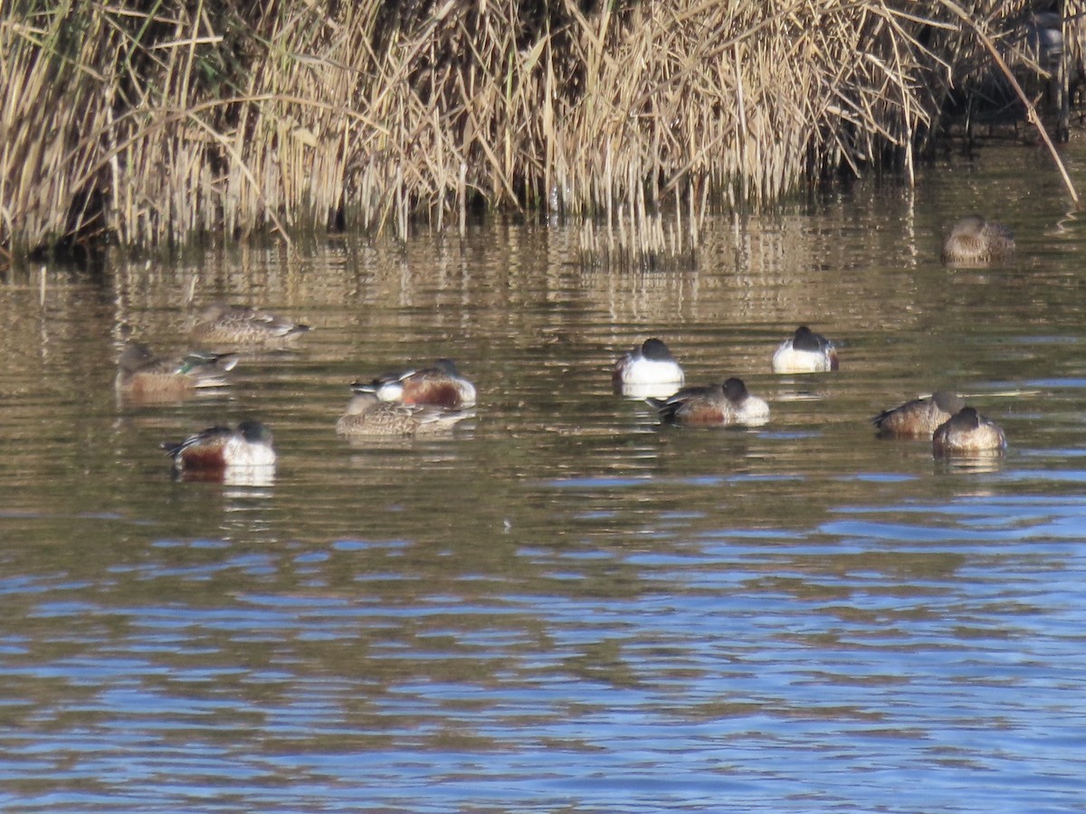 Northern Shoveler - ML646415508