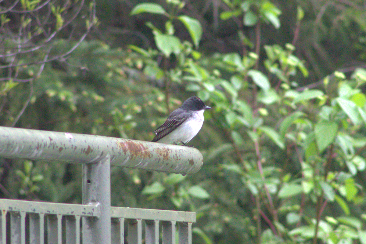 Schieferrücken-Königstyrann - ML646415509