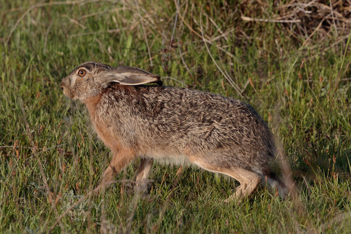 Brown Hare - ML646415512