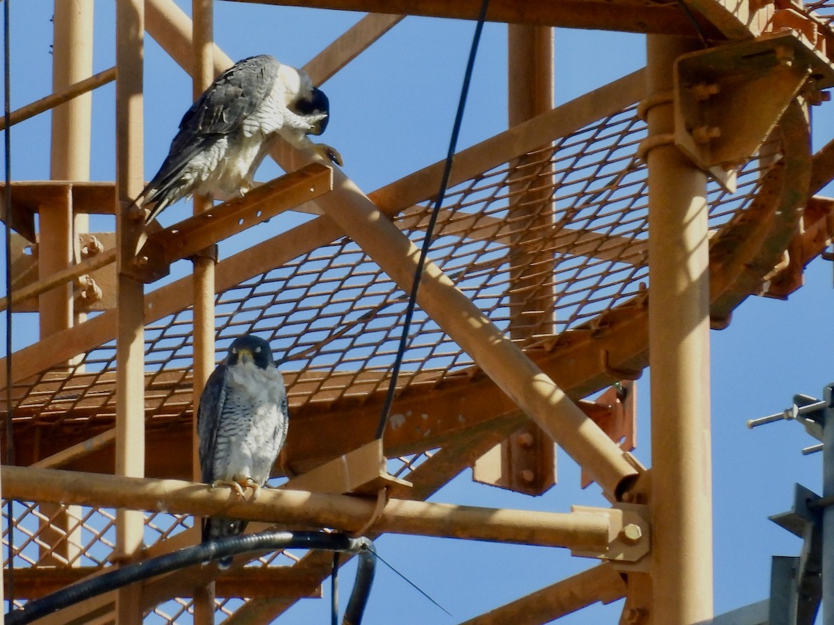 Faucon pèlerin - ML646415515