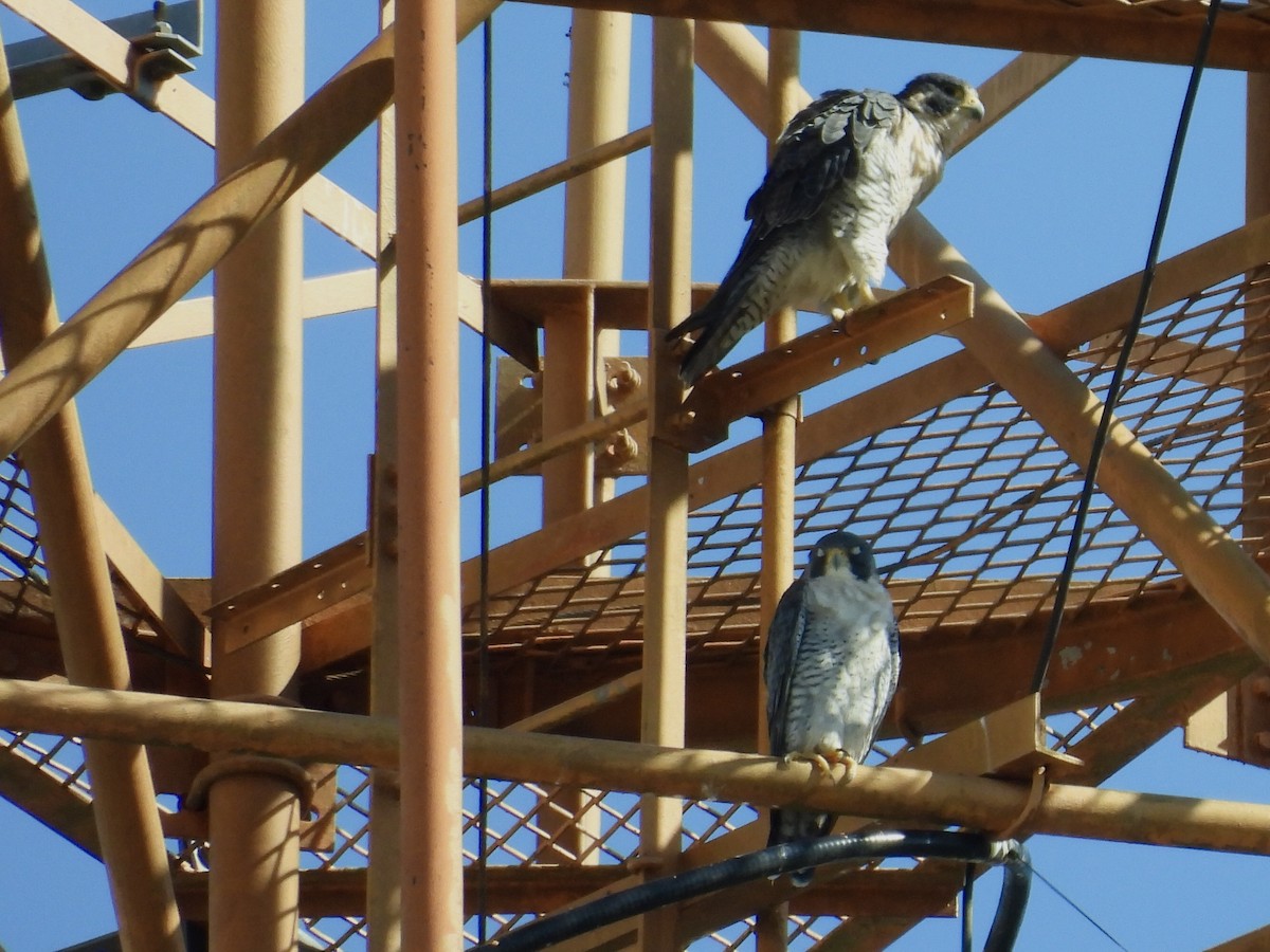 Faucon pèlerin - ML646415516